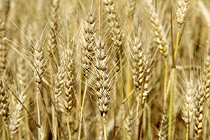 champ de blé